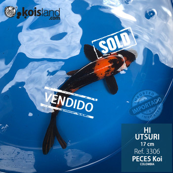 REF.3306 - Hi Utsuri 17cm REF.3306 - Hi Utsuri 17cm