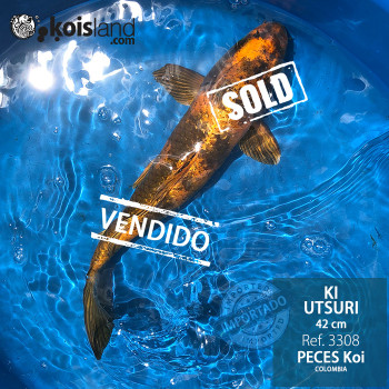 REF.3308 - Ki Utsuri 42cm