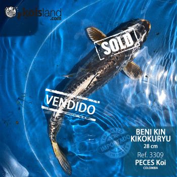 REF.3309 - Beni kin Kikokuryu 28cm