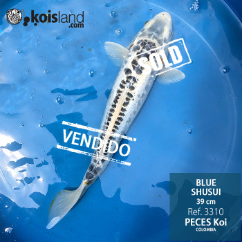 REF.3310 - Blue Shusui 39cm