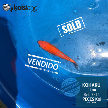 REF.3311 - Kohaku 11cm REF.3311 - Kohaku 11cm