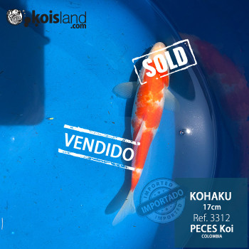 REF.3312 - Kohaku 17cm