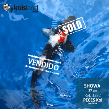 REF.3322 - Showa 27cm