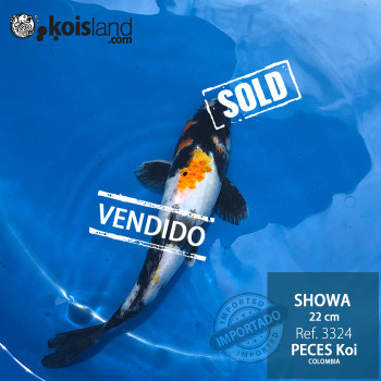 REF.3324 - Showa 22cm