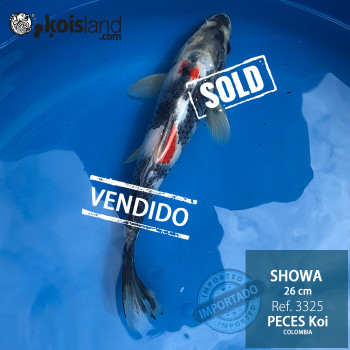 REF.3325 - Showa 26cm REF.3325 - Showa 26cm