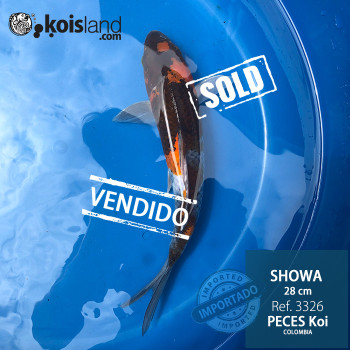 REF.3326 - Showa 28cm REF.3326 - Showa 28cm