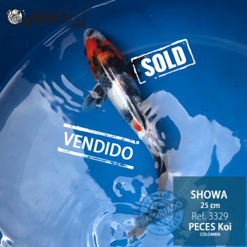 REF.3329 - Showa 25cm REF.3329 - Showa 25cm