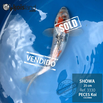 REF.3330 - Showa Ginrin 25cm