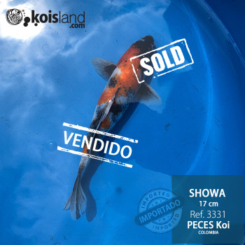 REF.3331 - Showa 17cm