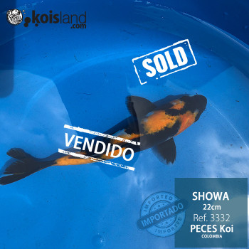 REF.3332 - Showa 22cm