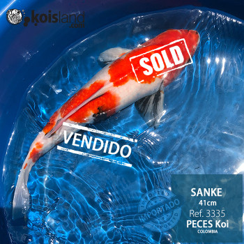 REF.3335 - Sanke 41cm