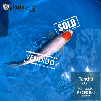 REF.3336 - Tancho 21cm