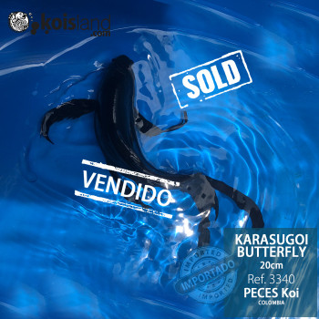 REF.3340 - Karasugoi Butterfly 20cm REF.3340 - Karasugoi Butterfly 20cm