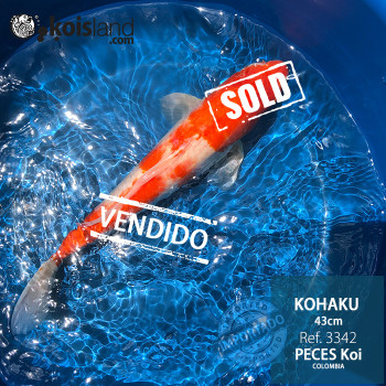 REF.3342 - Kohaku 43cm