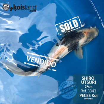 REF.3343 - Shiro Utsuri 27cm
