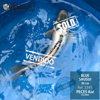 REF.3345 - Blue Shusui 30cm