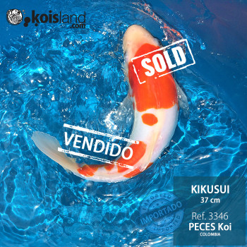 REF.3346 - Kikusui 37cm REF.3346 - Kikusui 37cm