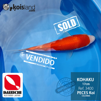 REF.3400 - Kohaku 17cm REF.3400 - Kohaku 17cm
