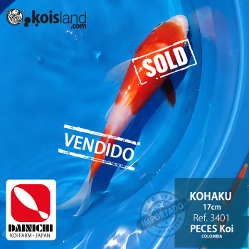 REF.3401 - Kohaku 17cm