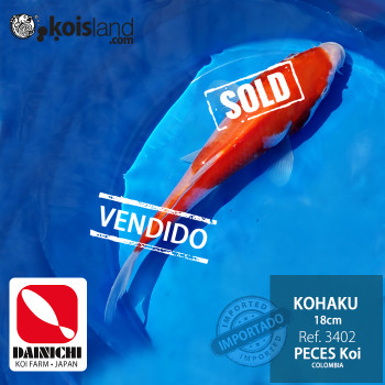 REF.3402 - Kohaku 18cm
