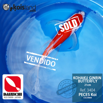 REF.3404 - Kohaku 21cm