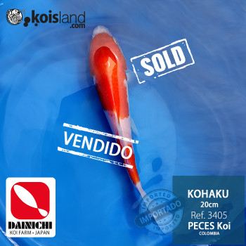 REF.3405 - Kohaku 20cm
