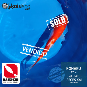 REF.3410 - Kohaku 17cm REF.3410 - Kohaku 17cm