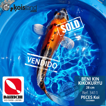 REF.3411 - Beni Kin Kikokuryu 28cm REF.3411 - Beni Kin Kikokuryu 28cm