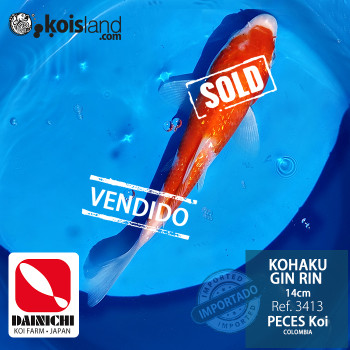 REF.3413 - Kohaku Gin Rin 14cm REF.3413 - Kohaku Gin Rin 14cm