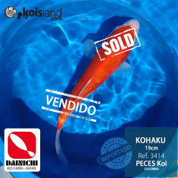 REF.3414 - Kohaku 19cm REF.3414 - Kohaku 19cm