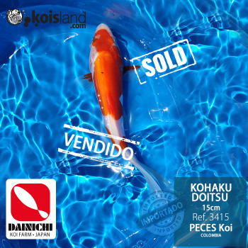 REF.3415 - Kohaku Doitsu 15cm