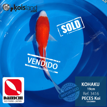 REF.3416 - Kohaku 19cm