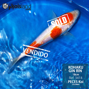 REF.3414 - Kohaku Gin Rin REF.3414 - Kohaku Gin Rin
