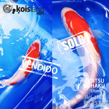 REF.1102 - Kohaku Doitsu MACHO 17cm REF.1102 - Kohaku Doitsu MACHO 17cm