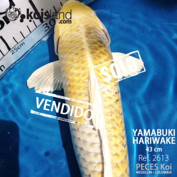 REF.2613 - Yamabuki Hariwake 43cm REF.2613 - Yamabuki Hariwake 43cm
