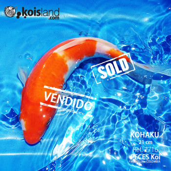 REF.2716 - Kohaku 21cm REF.2716 - Kohaku 21cm