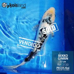 REF.2720 -Bekko Ginrin 17cm