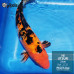 REF.2721 - Hi Utsuri 23cm