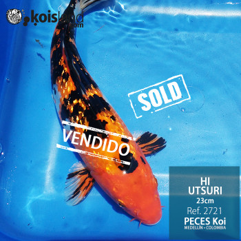 REF.2721 - Hi Utsuri 23cm