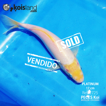 REF.2725 - Platinum 17cm