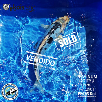 REF.2901 - PLATINUM Doitsu 21cm