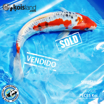 REF.2906 - Shusui 21cm MACHO