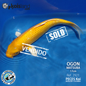 REF.2921 - Ogon Matsuba 17cm REF.2921 - Ogon Matsuba 17cm