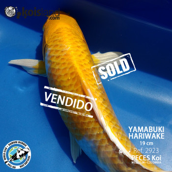 REF.2923 - Yamabuki Hariwake 19cm REF.2923 - Yamabuki Hariwake 19cm